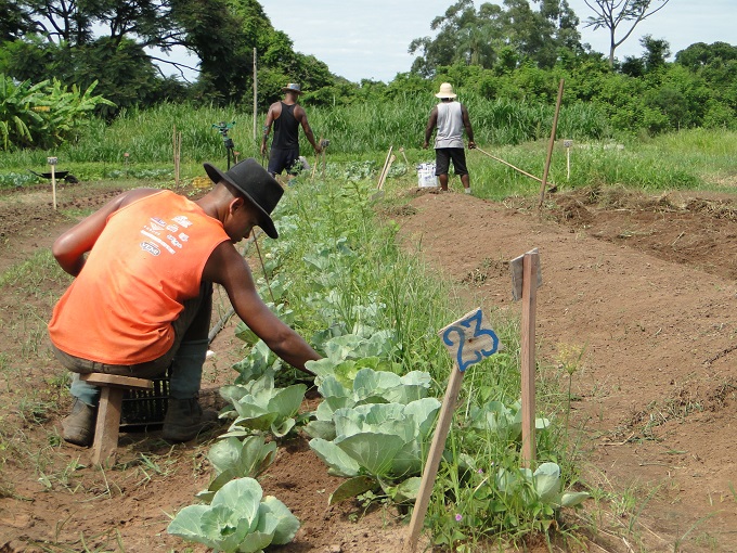 interna Atendidos na Alianca da Misericordia cultivam horta organica 1