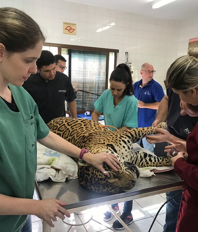 interna Equipe do Zoo e voluntarios atendem Taigra