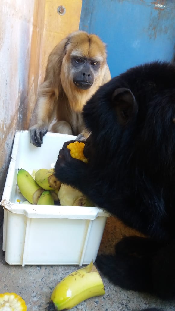 Primatas do Zoo se alimentam de frutas