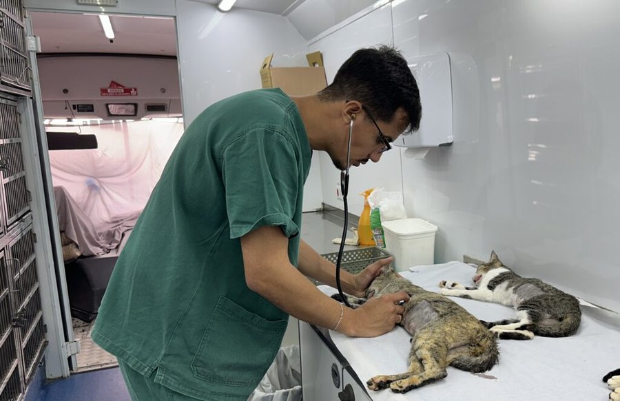 Novo sistema de cadastro para castração gratuita de animais já está disponível